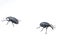 Two black bugs on a white background