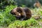 Two Black Capuchin Monkey inspecting his own hands