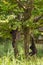 Two black Capuchin Monkeys playing on ropes