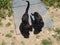 Two black cats on rug