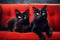 Two black cats sitting on red sofa and looking at the camera, Cute red cat and black cat lying on sofa, closeup, AI Generated