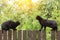 Two black cats on wooden fence opposite each other before fight