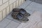 Two black cloth slippers stand on a stone floor and a gray rug