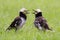 Two Black-collared Starling Singing
