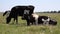 Two black cows on a pasture in summer