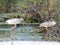 Two Black-Crowned Night Herons Perched on Branches Over a Marsh