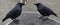 Two black crows stand opposite each other and share a piece of white bread