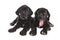 Two black Danish Hound puppies, Studio shot, isolated on white.