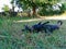 Two black dogs breed on the grass. With one straddling and the other standing idle, with both being males