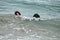 Two black dogs swimming in the Pacific Ocean fetching a toy
