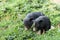 Two black domestic piglets with green grass on background