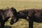 Two black donkeys cuddling in a green field