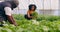 Two Black farmers harvest and inspect vegetables in greenhouse tunnels, carrot