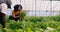 Two Black farmers harvest and inspect vegetables in greenhouse tunnels, carrot