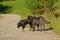 Two black feral dogs on a dirt road in the Romanian countryside