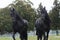 Two black friesian horse on equestrian show in run