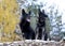 Two black German shepherds