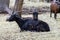 Two black glossy goats laying in farm yard