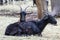 Two black glossy goats laying in farm yard