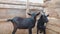 Two black goats with and without horns are standing in wooden shed. Agriculture. Mammals, livestock breeding. Goat\'s