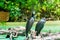 Two black great cormorant perching on dry wood in a pool under sunshine