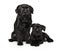 Two black Griffon dogs posing on white background