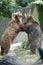 Two black grizzly bears while fighting