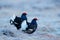 Two black grouse, detail head portrait. Black Grouse, Tetrao tetrix, lekking black bird in marshland, red cap head, animal in