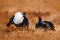 Two Black grouse fight on the bog meadow. Lekking nice bird Grouse, Tetrao tetrix, in marshland, Sweden. Spring mating season in t