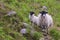 Two black head highland sheep near Melvaig, NW Scotland.