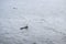 Two black headed gull standing on stones in the water and reflec