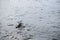 Two black headed gull standing on stones in the water and reflec