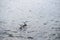 Two black headed gull standing on stones in the water and reflec