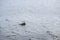 Two black headed gull standing on stones in the water and reflec