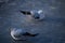 Two black-headed gulls are on the ice wearing winter and juvenile plumage.