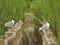 Two black-headed gulls sitting on the railings of wooden path