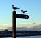 Two black-headed gulls on wooden coastal path signpost, Aberdeen