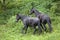 Two black horses outside in nature