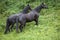Two black horses outside in nature climb hill up
