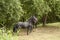 Two black horses run free in meadow with trees and bushes