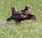 Two black kites