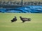 Two Black Kites on Green Outfield.