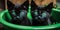 Two black kittens sitting in a green bowl. Generative AI image.