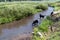 Two black labrador retriever dogs play in a creek while on a hike, along the Upper Brooks Lake trail