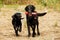 Two black Labrador Retrievers play together