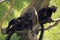 Two black lemurs