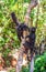 Two black lemurs exchanging kisses