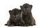 Two Black Leopard cubs lying down, 3 weeks old