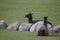 Two black llamas lying on a field