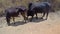 Two black Madagascar zebu on street eating and chewing